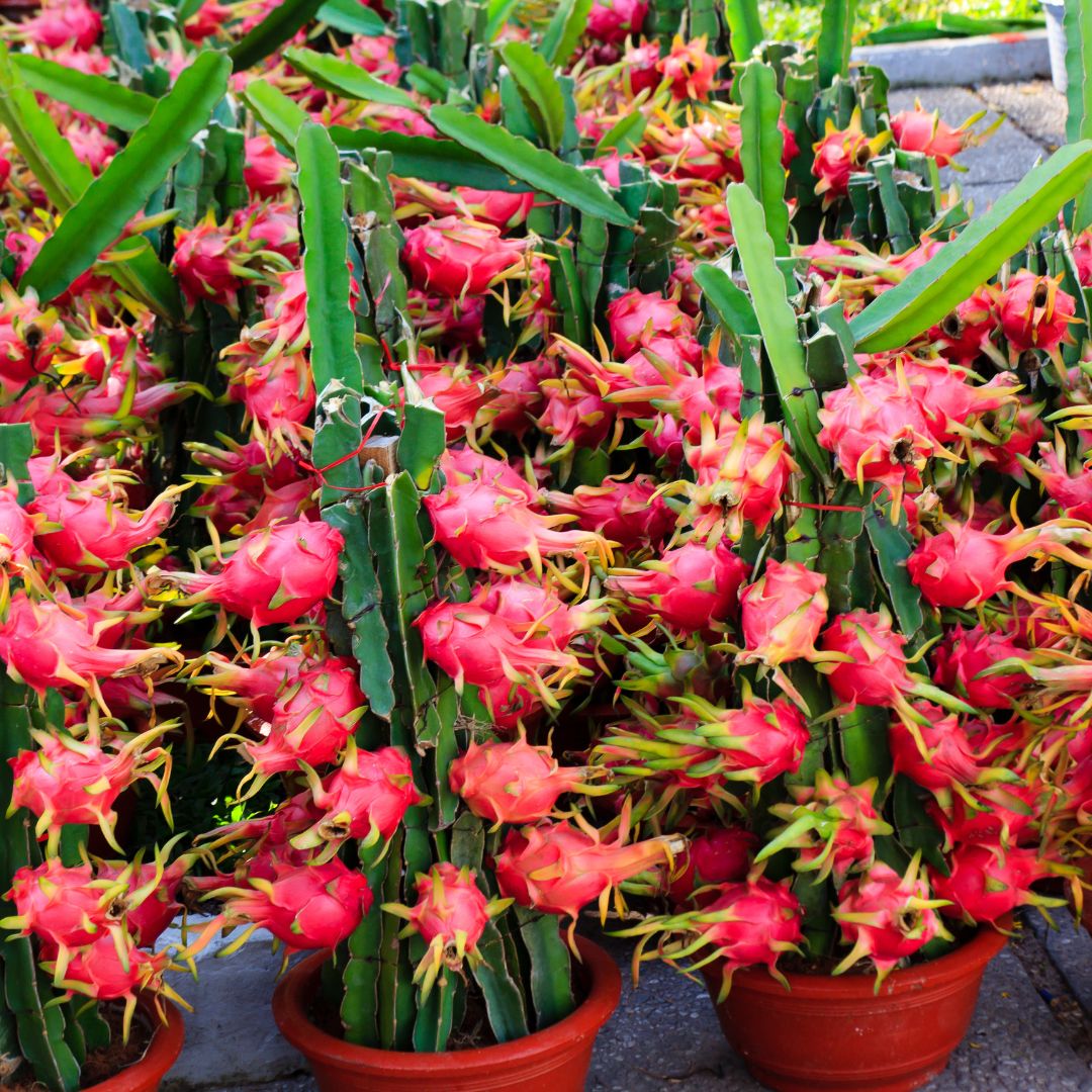 Bio Dragonfruit Carrier Oil (Hylocereus undatus)