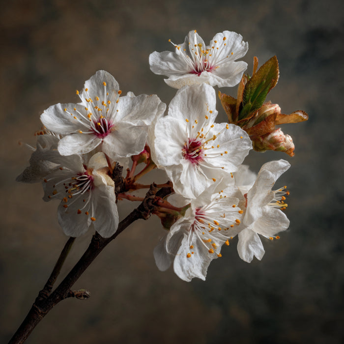 Plum Blossom CO₂ Wax | Prunus Domestica | Soft floral-fruity aroma with soothing, antioxidant, and balancing benefits for skincare and perfumery.