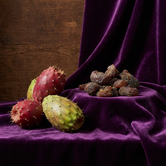 Organic Prickly Pear Seed Oil Infused – product image 2