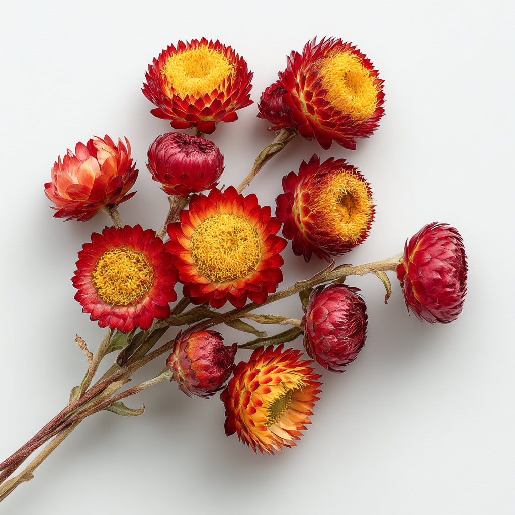 Helichrysum Sanguineum Flower Wax CO₂ Extract