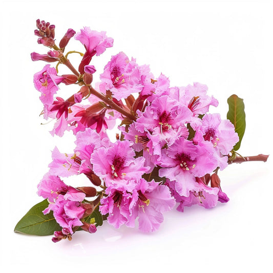 Botanica Gaia 100% Organic and Pure Red Myrtle Essential Oil – product image 2