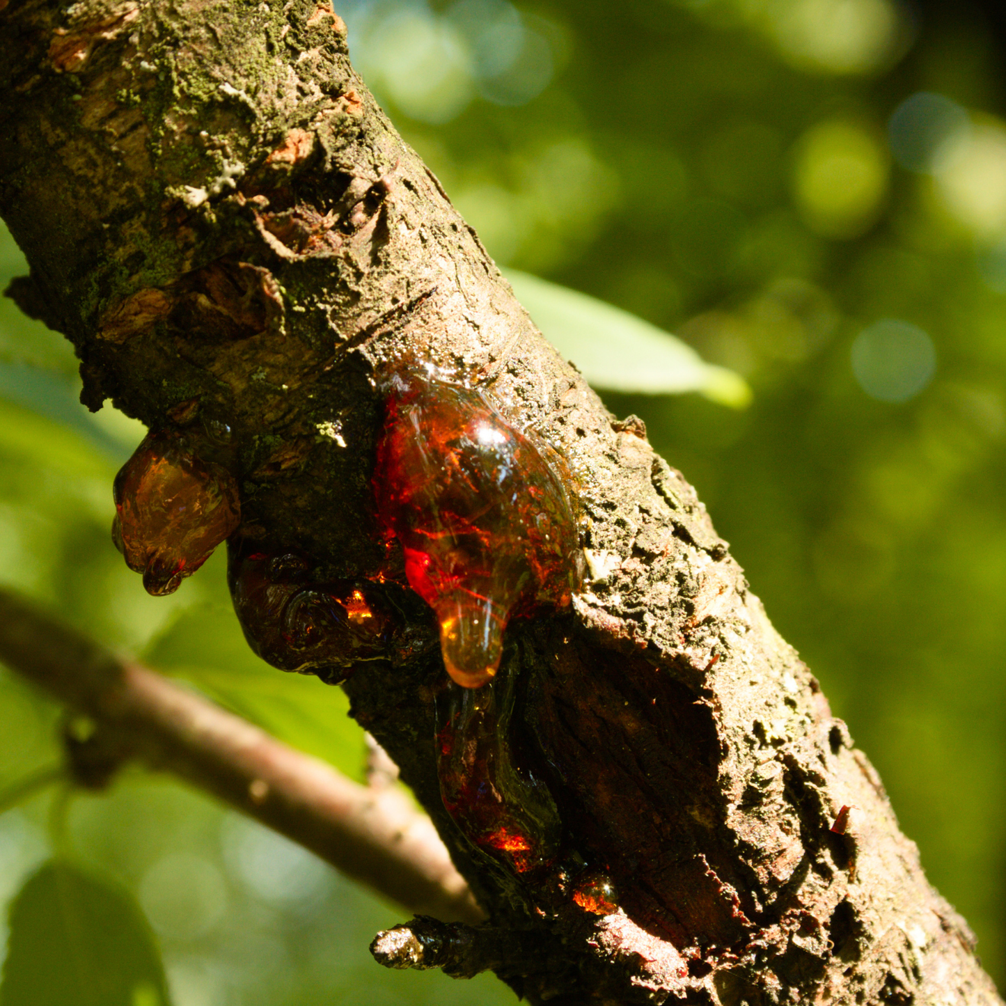 Red Frankincense Sacra Essential Oil | Boswellia Sacra |