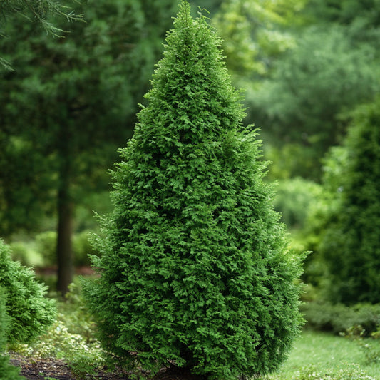 Botanica Gaia Bio and Pure Red Cedarwood Needles Essential Oil – product image 2