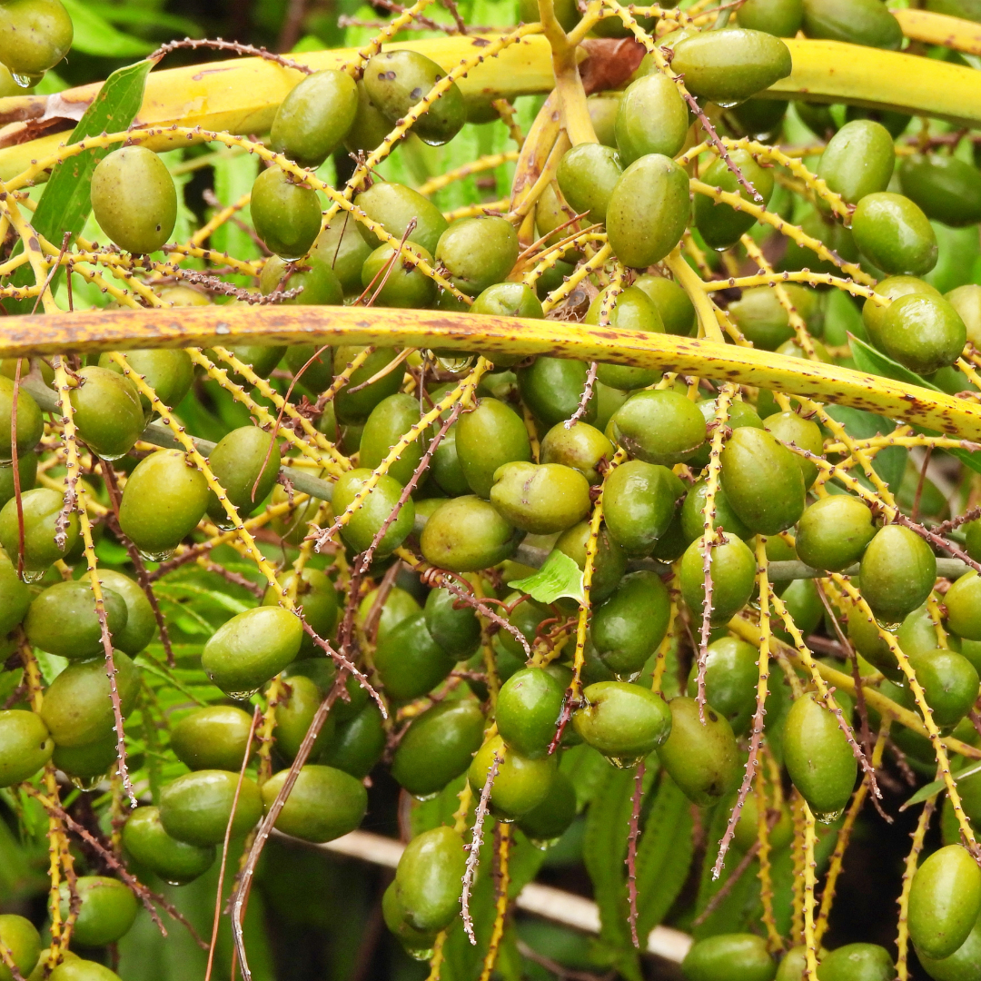 Botanica Gaia 100% Bio Saw Palmetto Seed Oil | Serenoa Repens | Carrier Oil for Skincare and Haircare