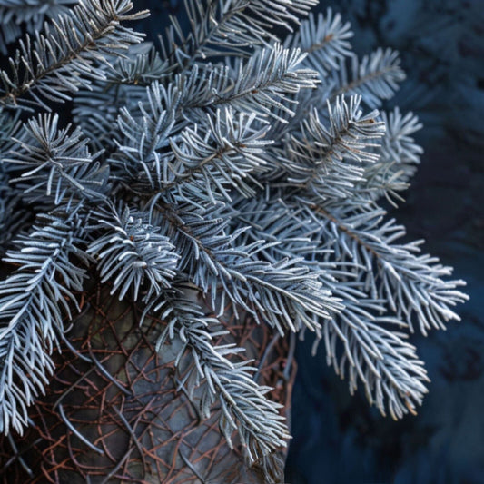Bio Silver Fir Needles Essential Oil (Abies Alba) – product image 2