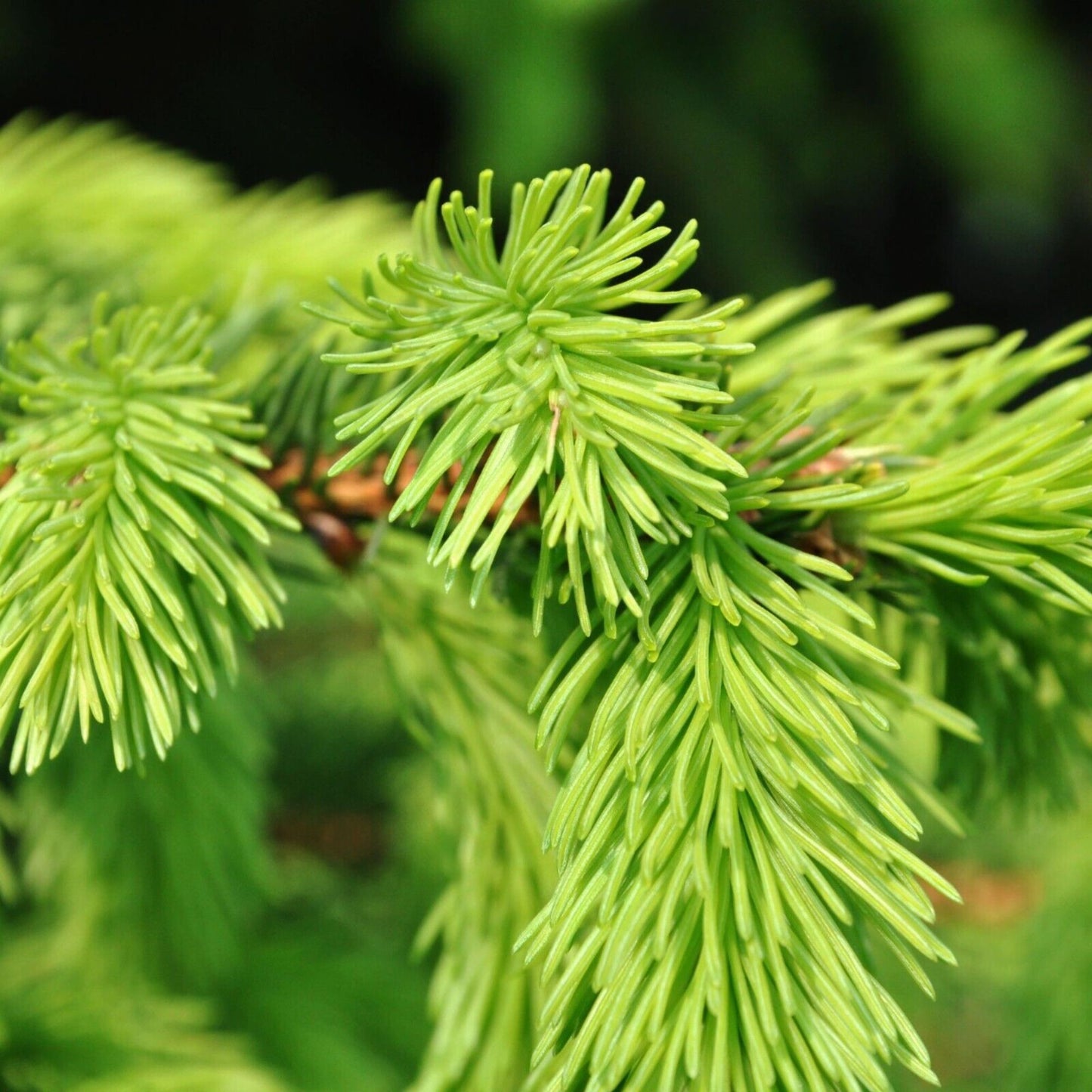Botanica Gaia 100% Organic and Pure Artisan Wild Sitka Spruce Needles Essential Oil