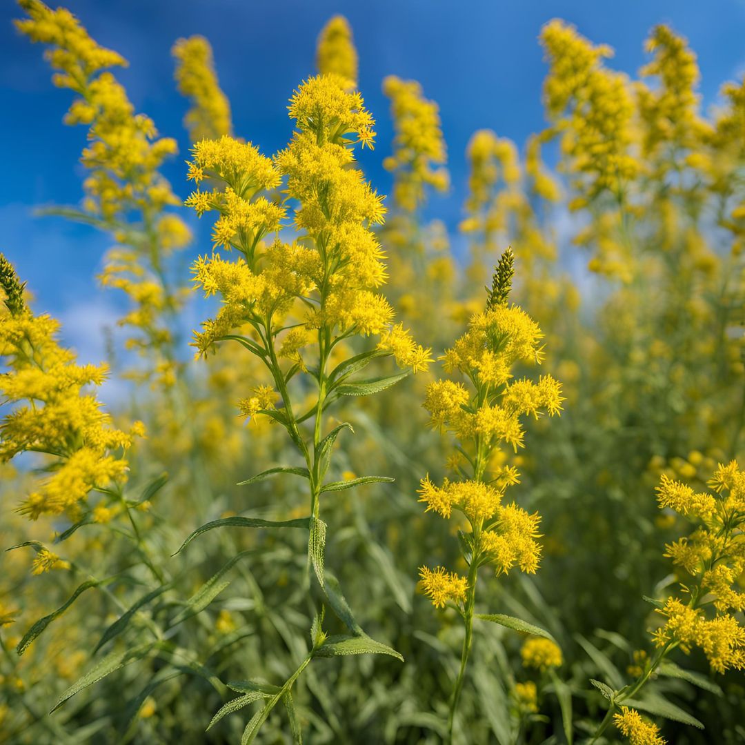 Bio Canada Goldenrod Essential Oil – product image 6