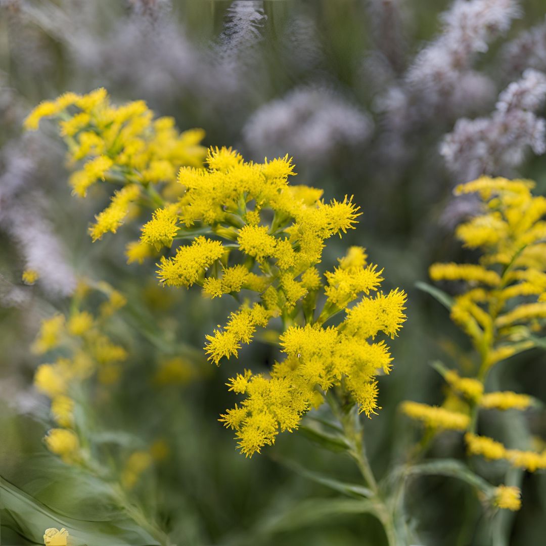 Botanica Gaia 100% Organic and Pure Goldenrod Essential Oil | Solidago Canadensis