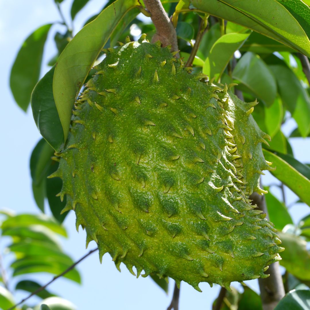 Botanica Gaia Bio Soursop Seed Carrier Oil – product image 5