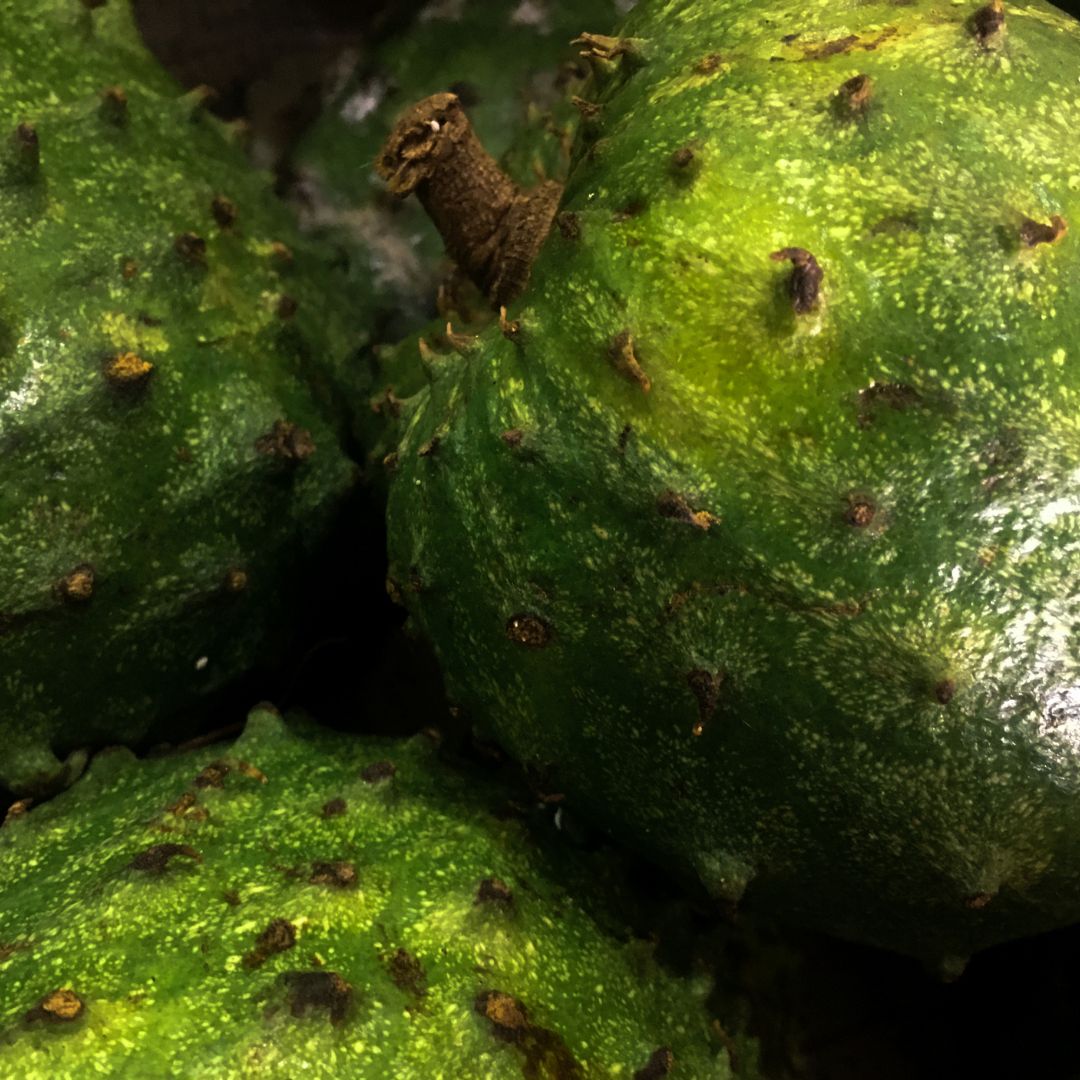 Botanica Gaia Bio Soursop Seed Carrier Oil – product image 6