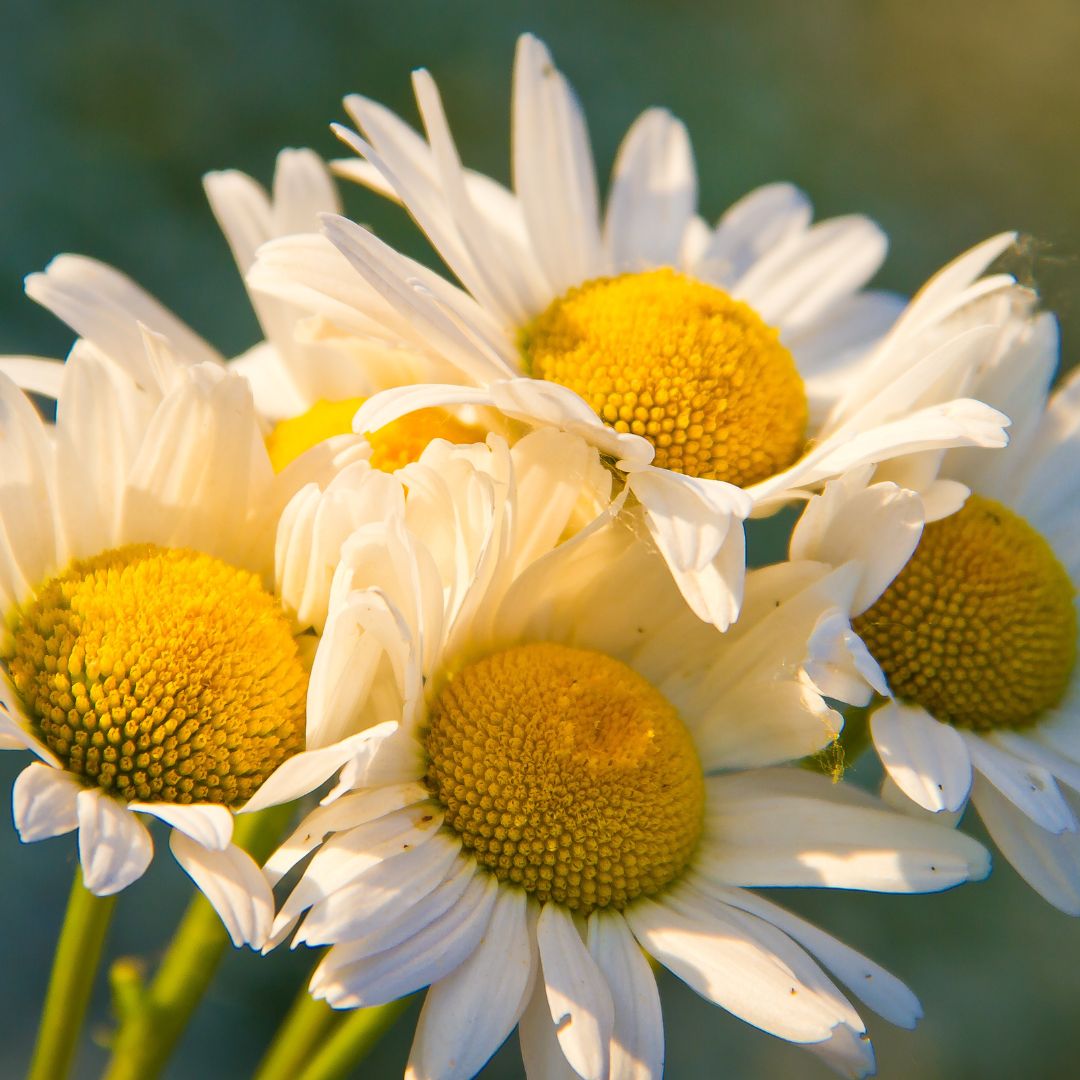 Botanica Gaia Wildcrafted Spanish Chamomile Essential Oil | Premium Quality | Chamomila Nobile | For Aromatherapy, Skin Care and Perfume