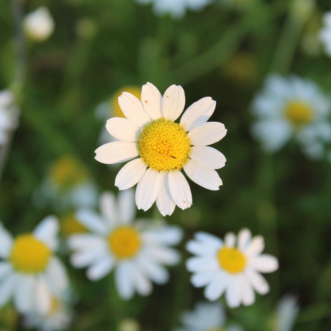 Botanica Gaia Wildcrafted Spanish Chamomile Essential Oil | Premium Quality | Chamomila Nobile | For Aromatherapy, Skin Care and Perfume