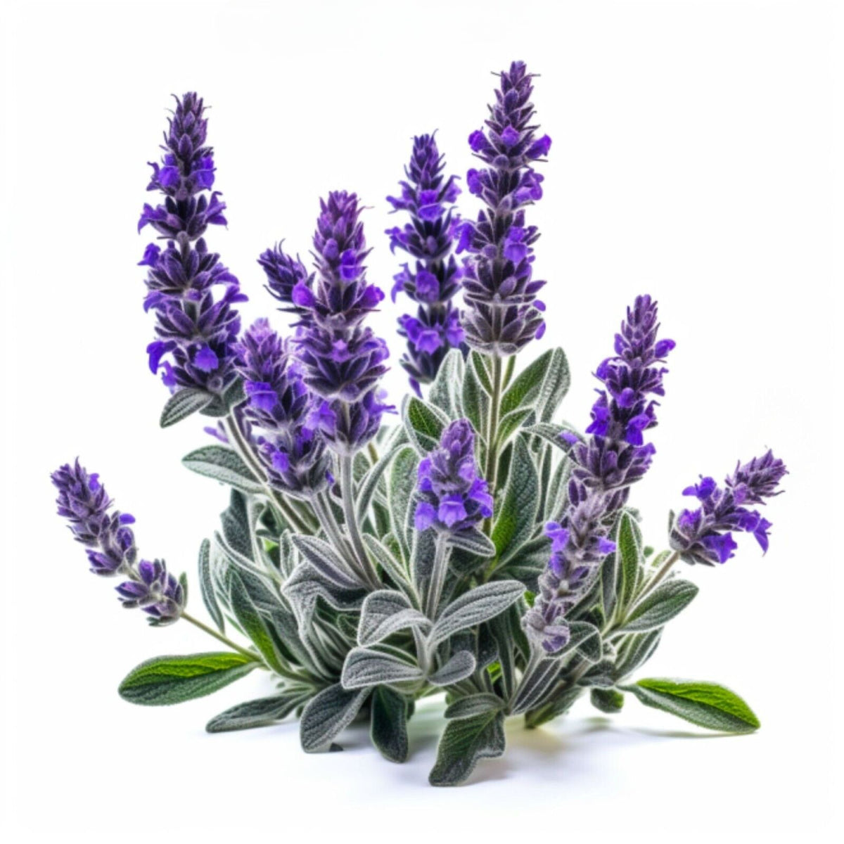 Botanica Gaia 100% Organic and Pure Spanish Sage Essential Oil Salvia Lavandulifolia