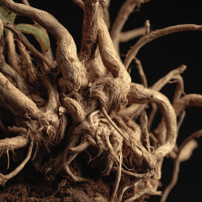 Botanica Gaia Bio Spikenard Essential Oil | Nardostachys Jatamansi | For Aromatherapy c