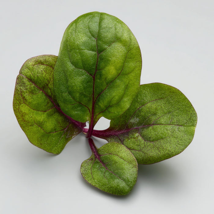 Spinach Wax (Spinacia Oleracea)
