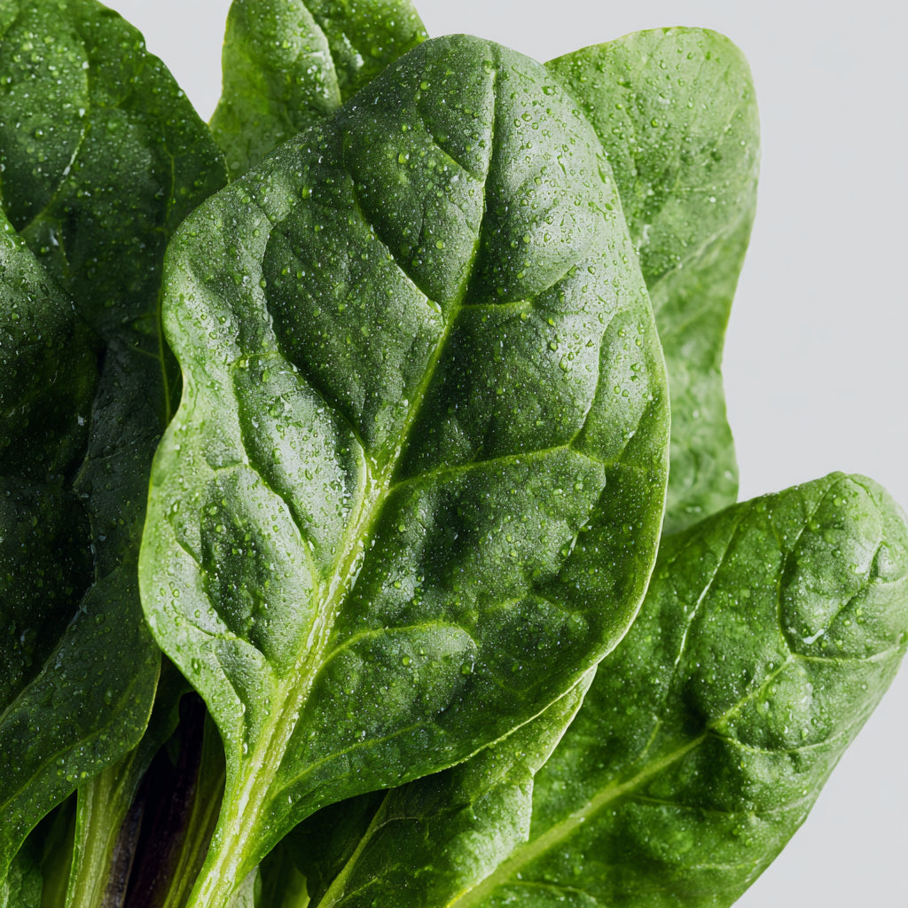 Spinach Wax | Spinacia Oleracea | Rich, green, and deeply nourishing. Its chlorophyll-rich aroma, silky texture, and antioxidant potency make it a versatile ingredient for luxury skincare, natural perfumery, and holistic wellness