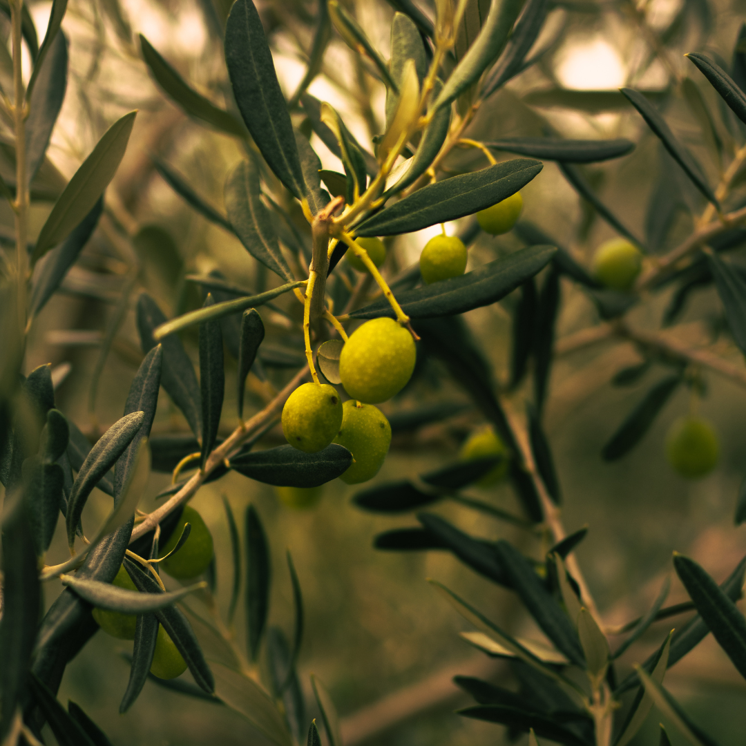 Squalane Carrier Oil | Olive Phytosqualane | For Skincare and Haircare