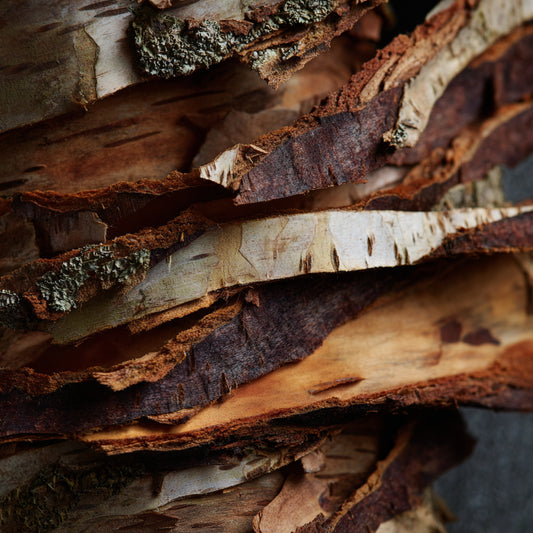 Botanica Gaia Sweet Birch Essential Oil, Canada | Betula lenta | For Aromatherapy and Oitments