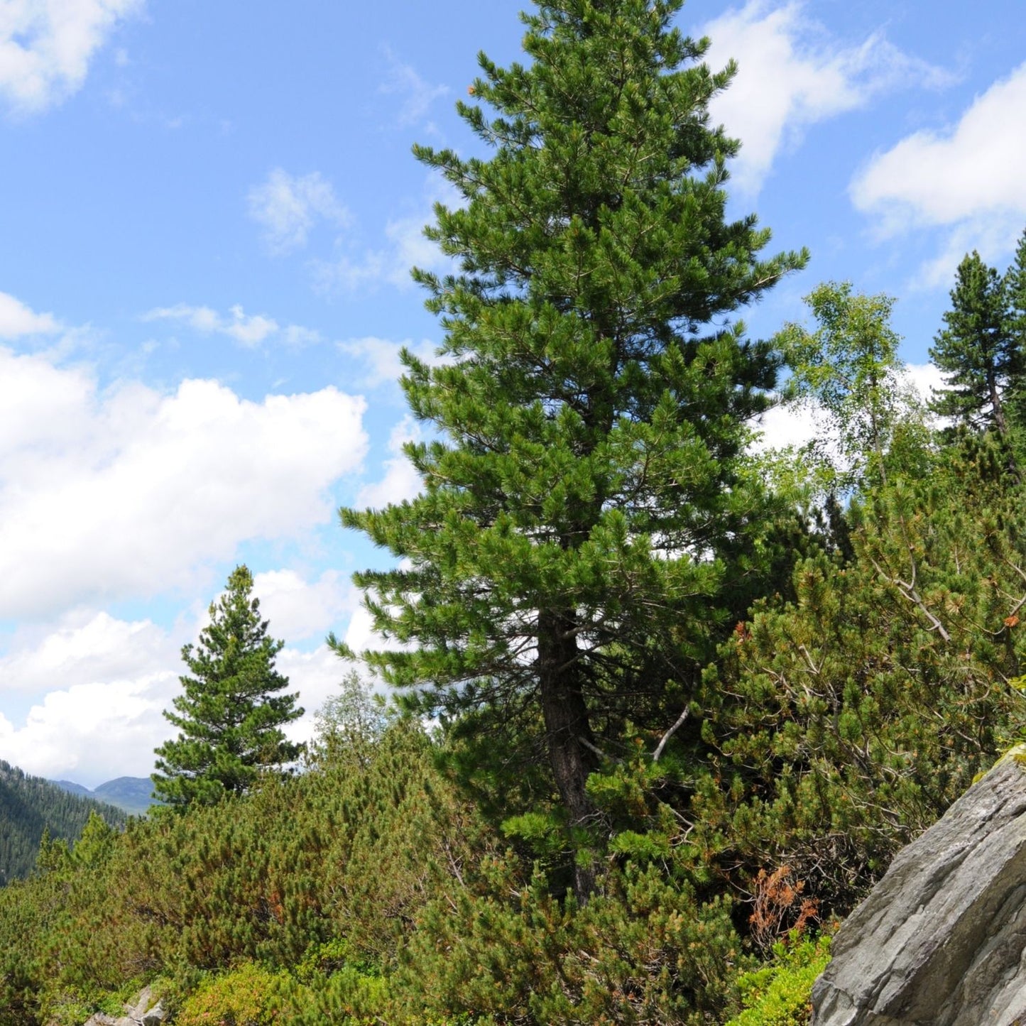 Botanica Gaia Bio Red Spruce Essential Oil | Picea Rubens | For Aromatherapy, Skincare and Perfume