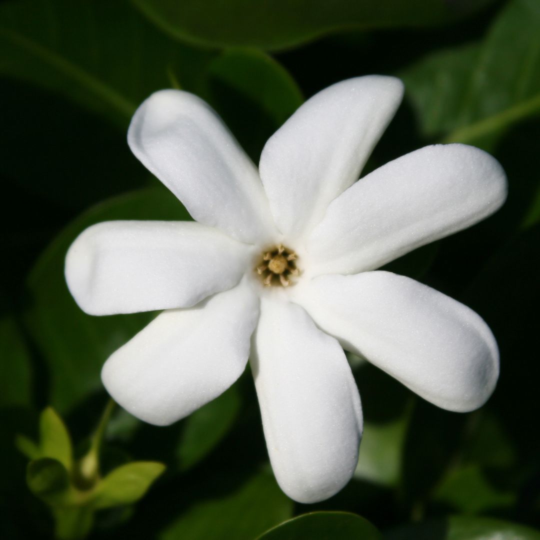 Botanica Gaia Bio Gardenia Tiare Enfleurage Oil | Gardenia Taitensis | For Perfume, Incense, Aromatherapy and Skin Care
