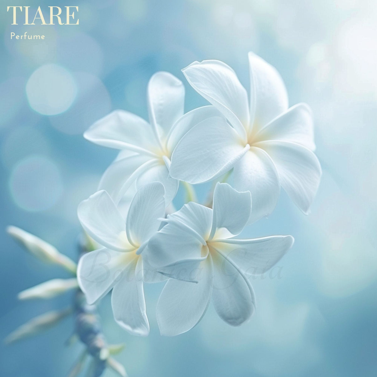 Botanica Gaia Tiare Perfume Oil