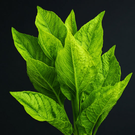 Bio Tobacco Leaf Absolute | Nicotiana Tabacum | Deep, Warm, and Luxurious Essence of Natural Sophistication