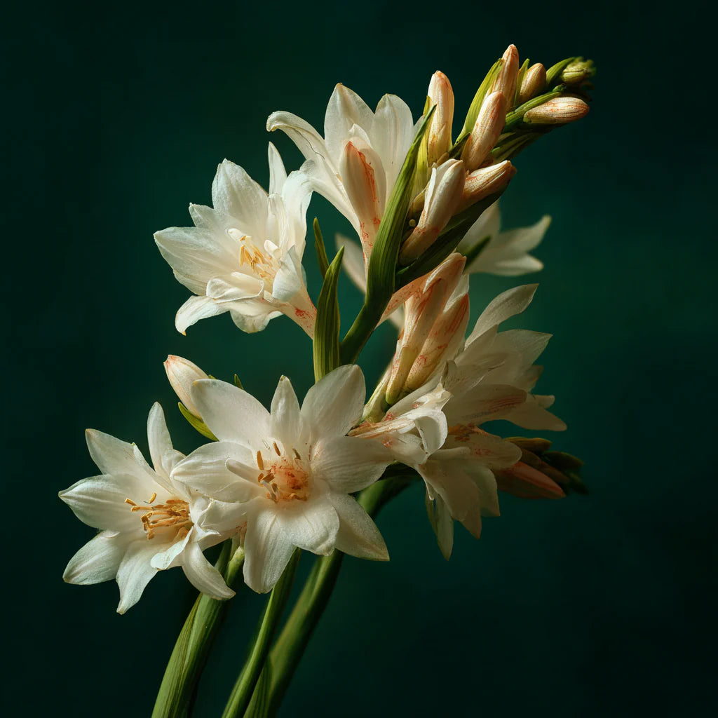 tuberose flower seeds Tuberose floral wax — a creamy, sensual natural wax with int – Botanica Gaia