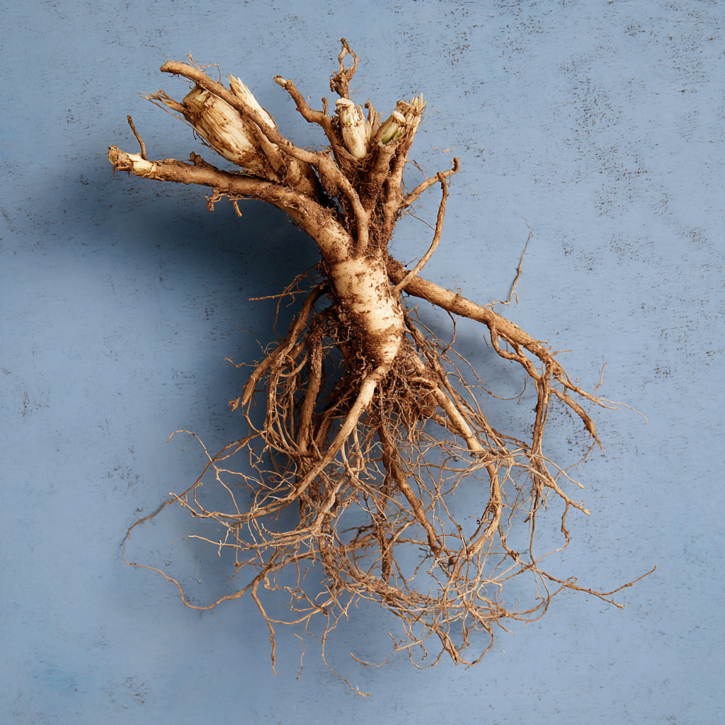 Botanica Gaia 100% Bio Valerian Root Essential Oil | Valeriana Officinalis | For Aromatherapy