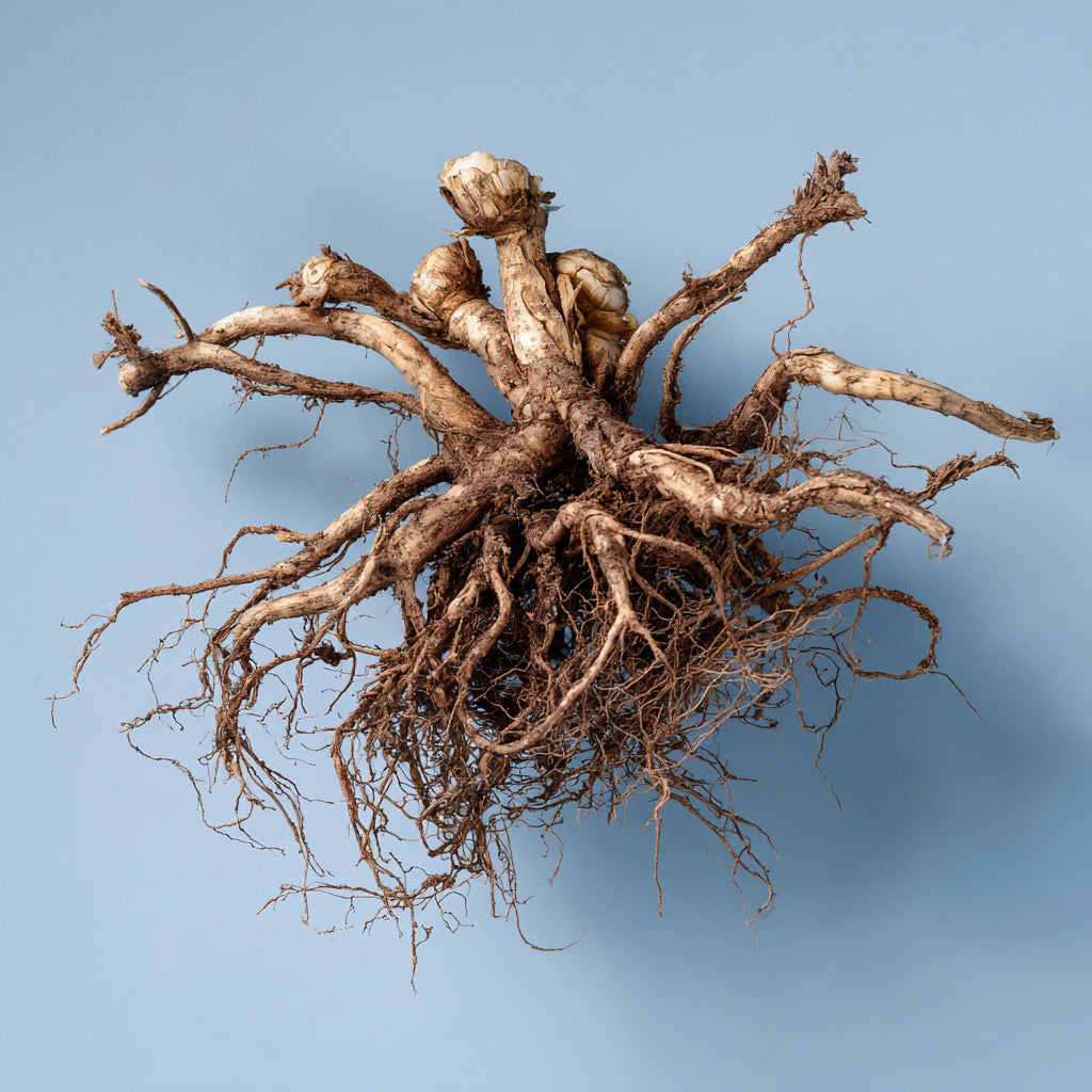 Botanica Gaia 100% Organic and Pure Valerian Root CO2 Essential Oil | Valeriana Officinalis