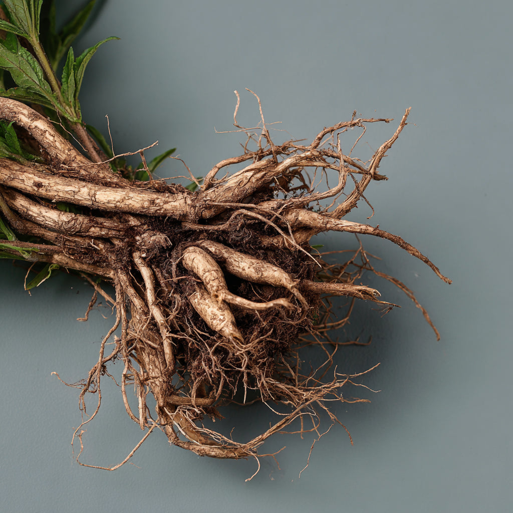 Botanica Gaia 100% Organic and Pure Valerian Root CO2 Essential Oil | Valeriana Officinalis