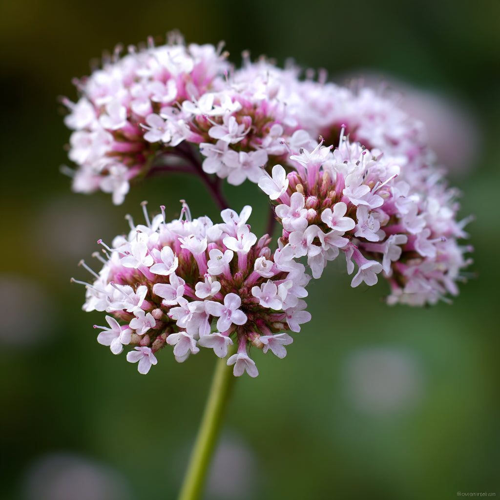 Botanica Gaia 100% Organic and Pure Valerian Root CO2 Essential Oil | Valeriana Officinalis