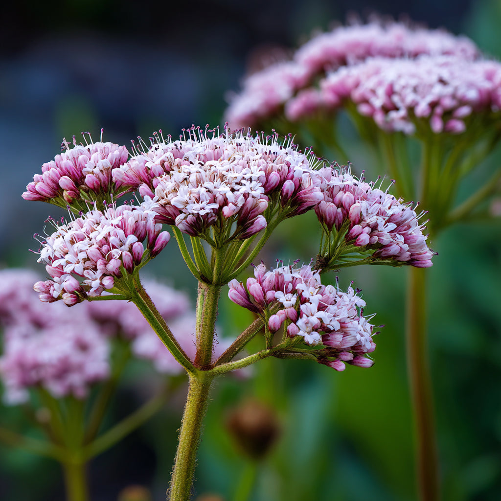 Botanica Gaia 100% Organic and Pure Valerian Root CO2 Essential Oil | Valeriana Officinalis