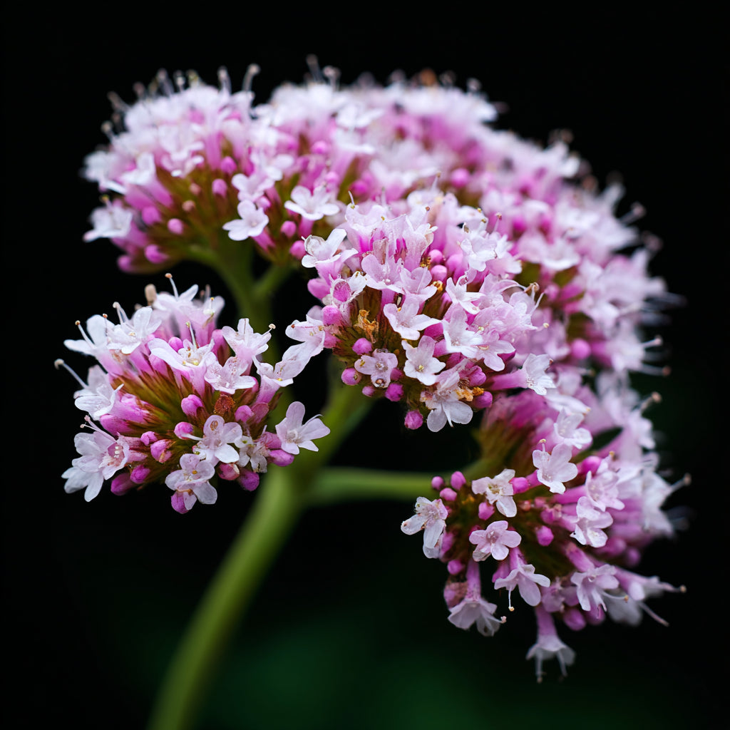 Botanica Gaia 100% Bio Valerian Root Essential Oil | Valeriana Officinalis | For Aromatherapy