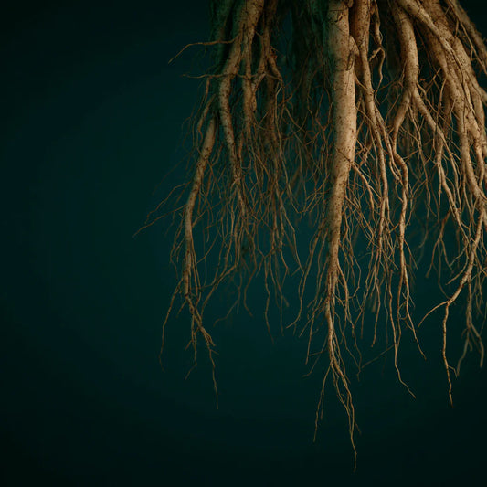 Vetiver Root CO₂ Wax (Vetiveria zizanioides) – product image 2