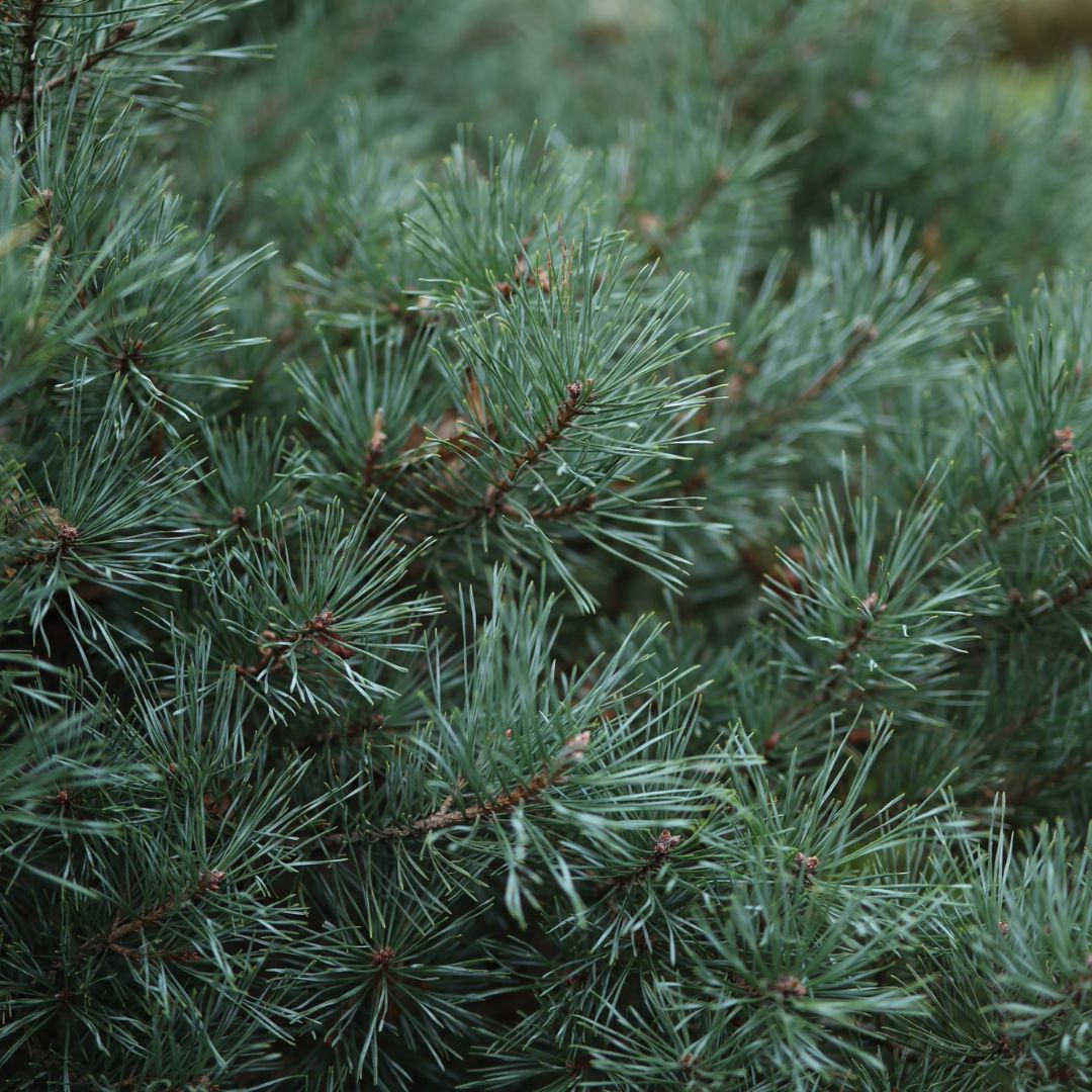 Botanica Gaia 100% Bio Premium Cedarwood Virginian Essential Oil | Juniperus Virginiana |