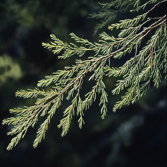 Botanica Gaia 100% Organic and Pure Australian White Cypress Needles Essentiall Oil – product image 2