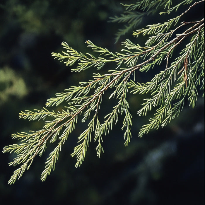 Botanica Gaia 100% Organic and Pure Australian White Cypress Needles Essentiall Oil – product image 2