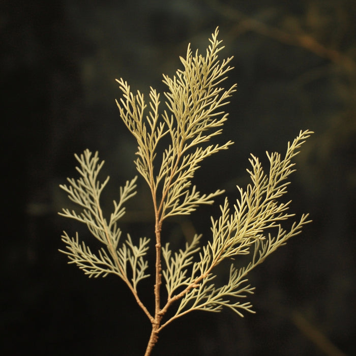Botanica Gaia 100% Organic and Pure Australian White Cypress Needles Essentiall Oil – product image 3