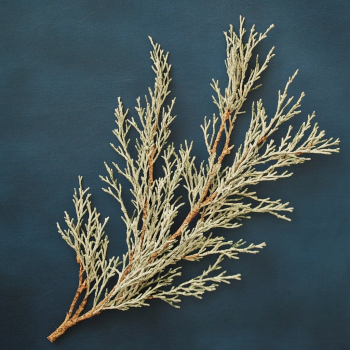 Botanica Gaia 100% Organic and Pure Australian White Cypress Needles Essentiall Oil