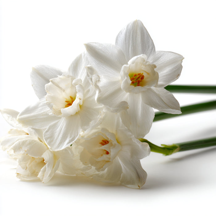 White Narcissus CO₂ Extract (Narcissus Poeticus)