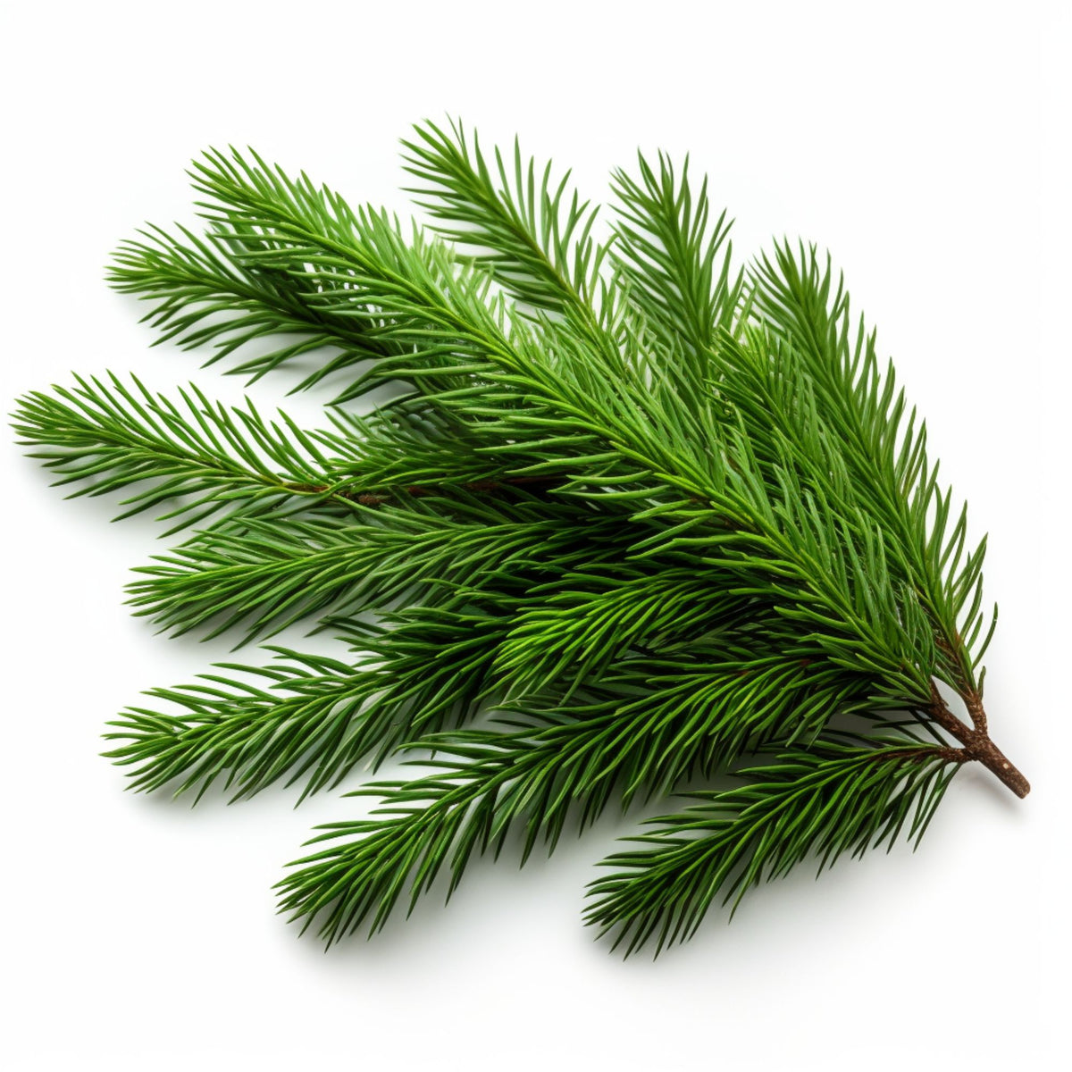Botanica Gaia 100% Organic and Pure Wild White Spruce Essential Oil