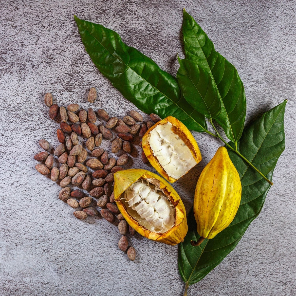 White Cacao CO₂ Extract (Theobroma Cacao) – product image 2