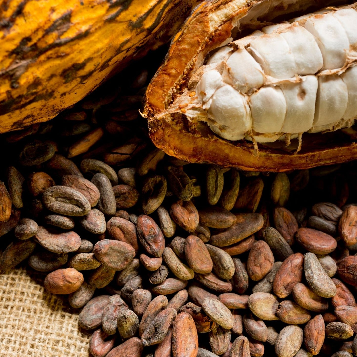 Botanica Gaia Bio White Cacao CO₂ Absolute | Supercritical CO2 Extraction | Theobroma cacao | Premium Quality | For Aromatherapy, Skincare and Perfume