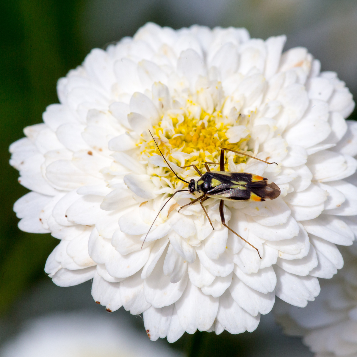 Yellow Chamomile CO₂ Extract (Anthemis Nobilis)