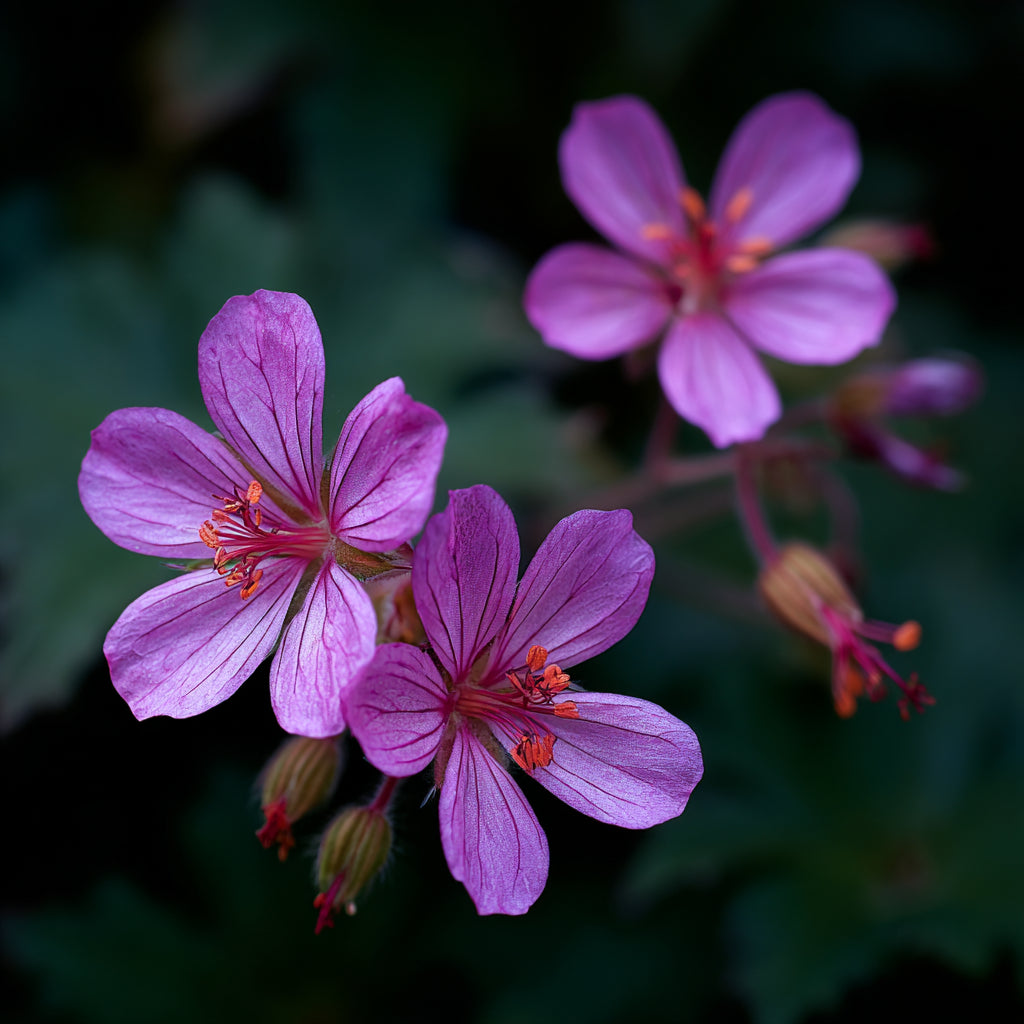 Wild Zdravets CO₂ Wax | Geranium macrorrhizum L | For Perfume and Skincare