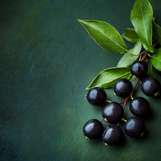 Botanica Gaia Bio Acai Berry Seed CO2 Oil – product image 2