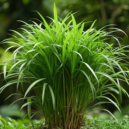 Botanica Gaia Wild Crafted African Lemongrass Essential Oil | Cymbopogon giganteus | For Aromatherapy and oitments
