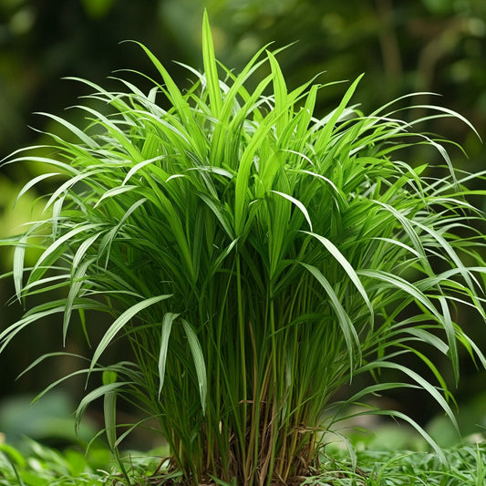 Botanica Gaia Wild Crafted African Lemongrass Essential Oil | Cymbopogon giganteus | For Aromatherapy and oitments