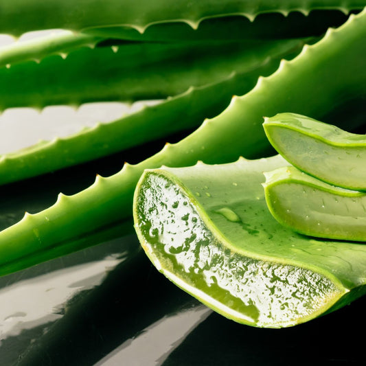 Aloe Vera CO2 Extract | Aloe Barbadensis |