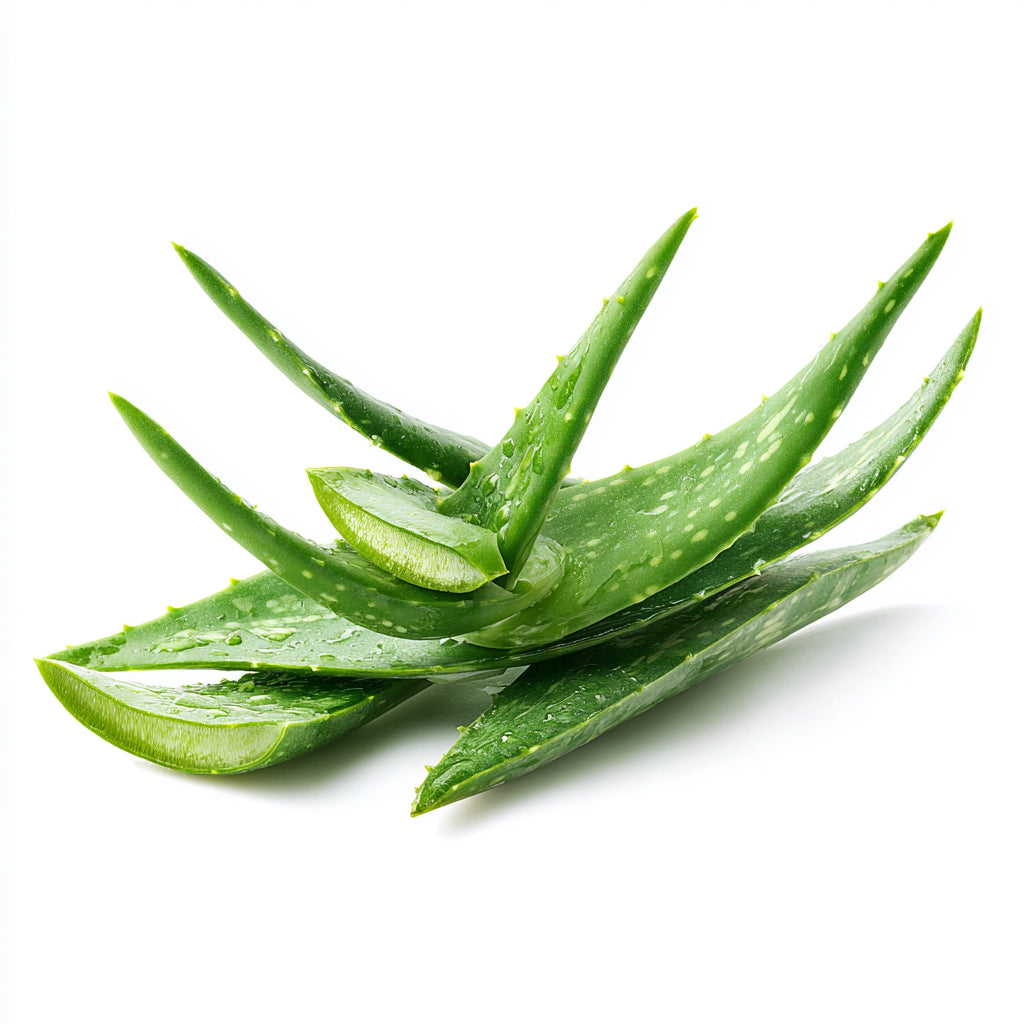 Aloe Vera Wax | Aloe Barbadensis